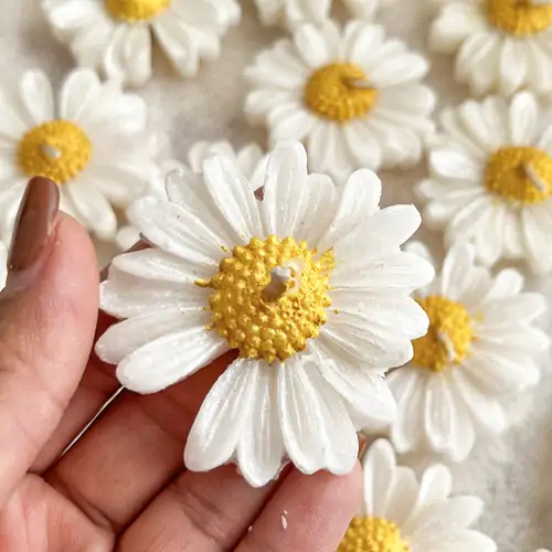 شمع روآبی(بابونه)