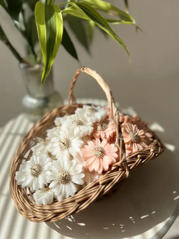 شمع روآبی(بابونه)
